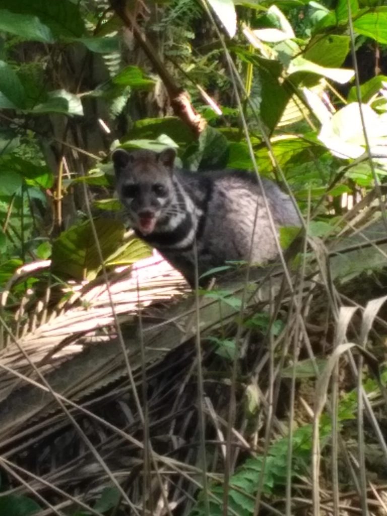 een luwak op sumatra