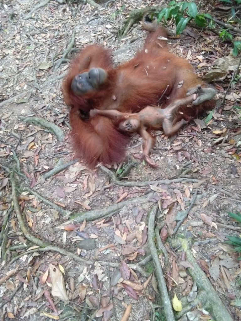 orang oetan in bukit lawang met baby