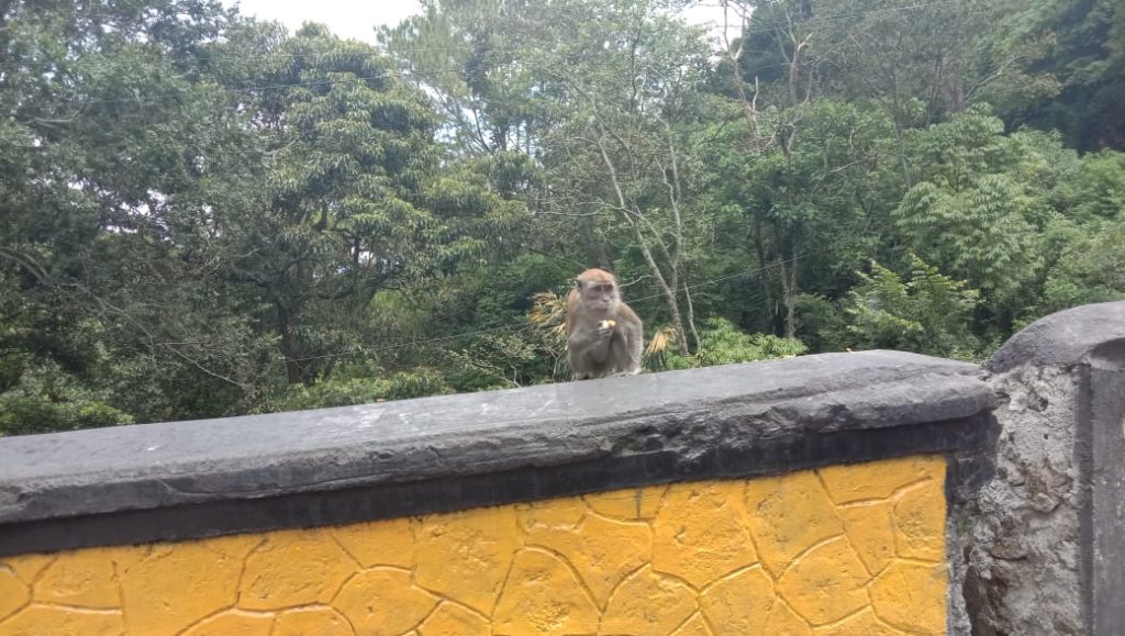 een aap in Bukit lawang Sumatra Indonesië