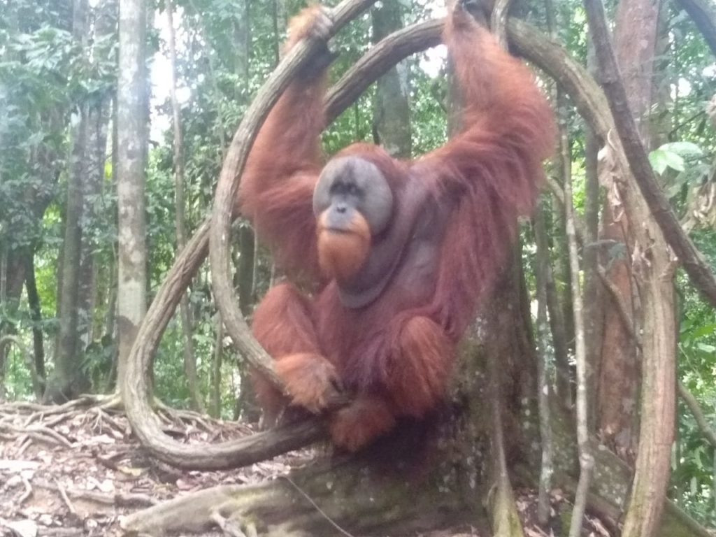 orang-utan-in-Bukit-lawang-1