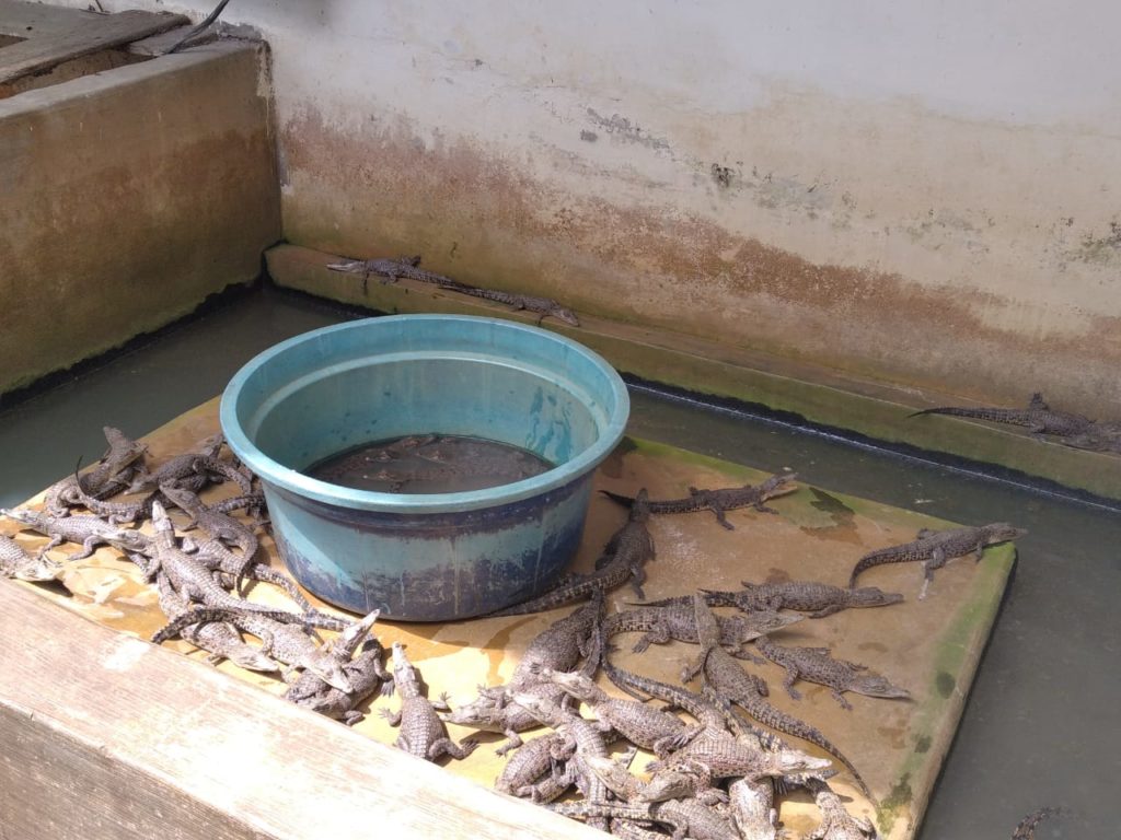 baby krokodillen in het crocdile park medan