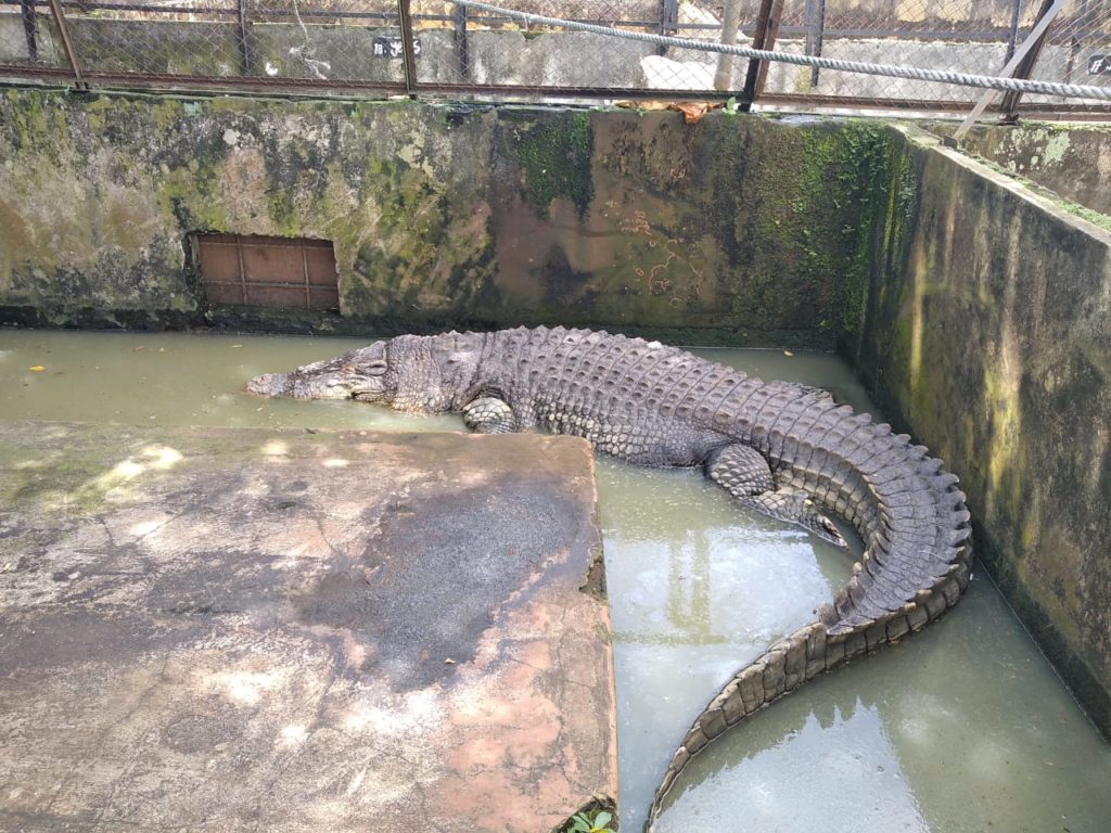 Een 5 meter lange krokodil in het crocodile park in Medan