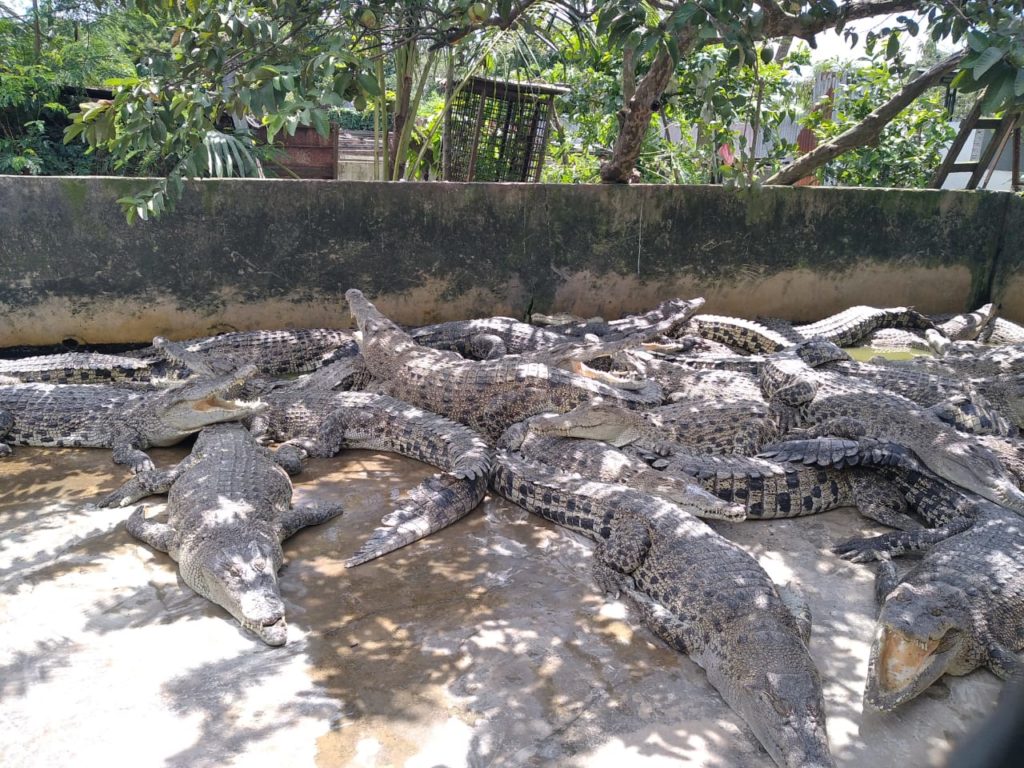 Crocodile Park Medan