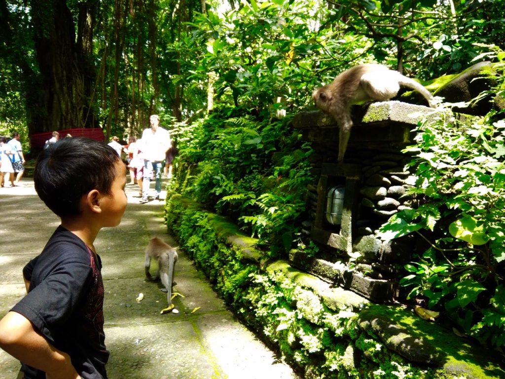 studie monkey forest ubud