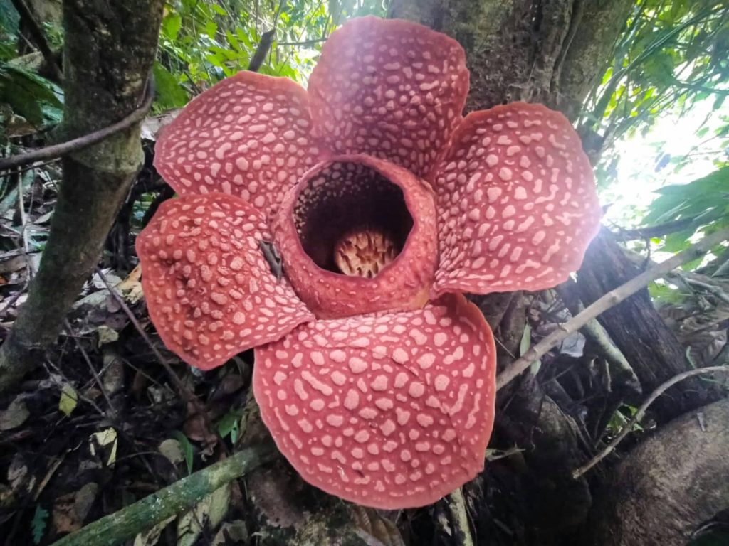 Bekijk de rafflesia arnoldii op Sumatra op je rondreis Indonesië