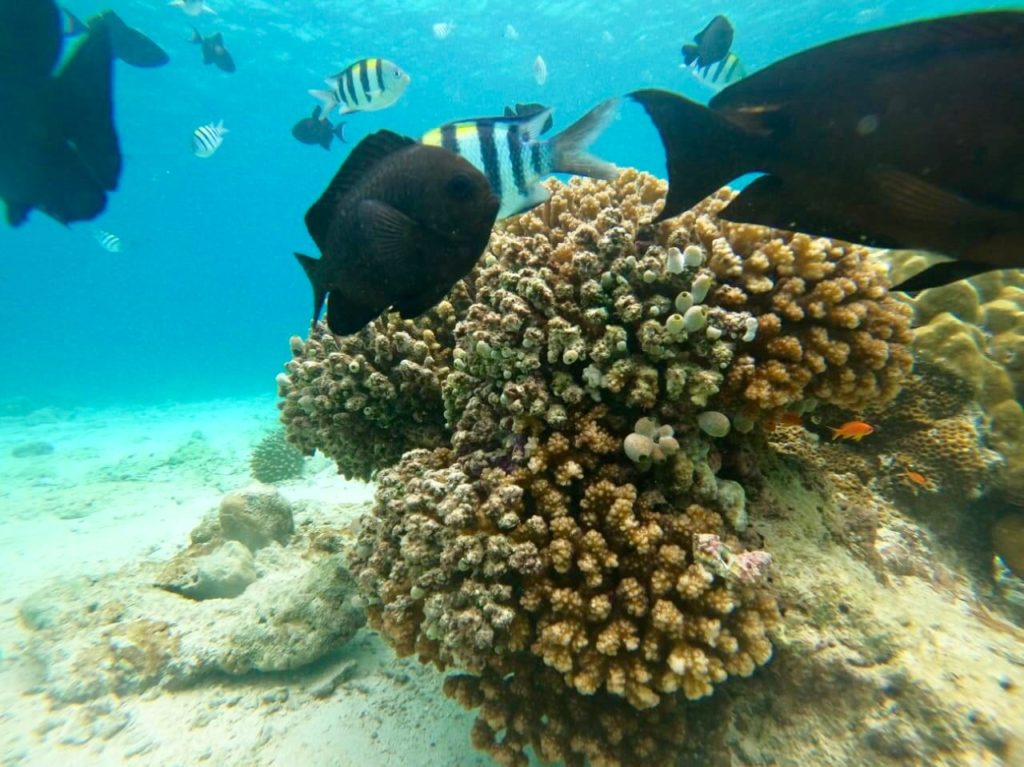 Gili Ketapang bij Probolinggo op Java