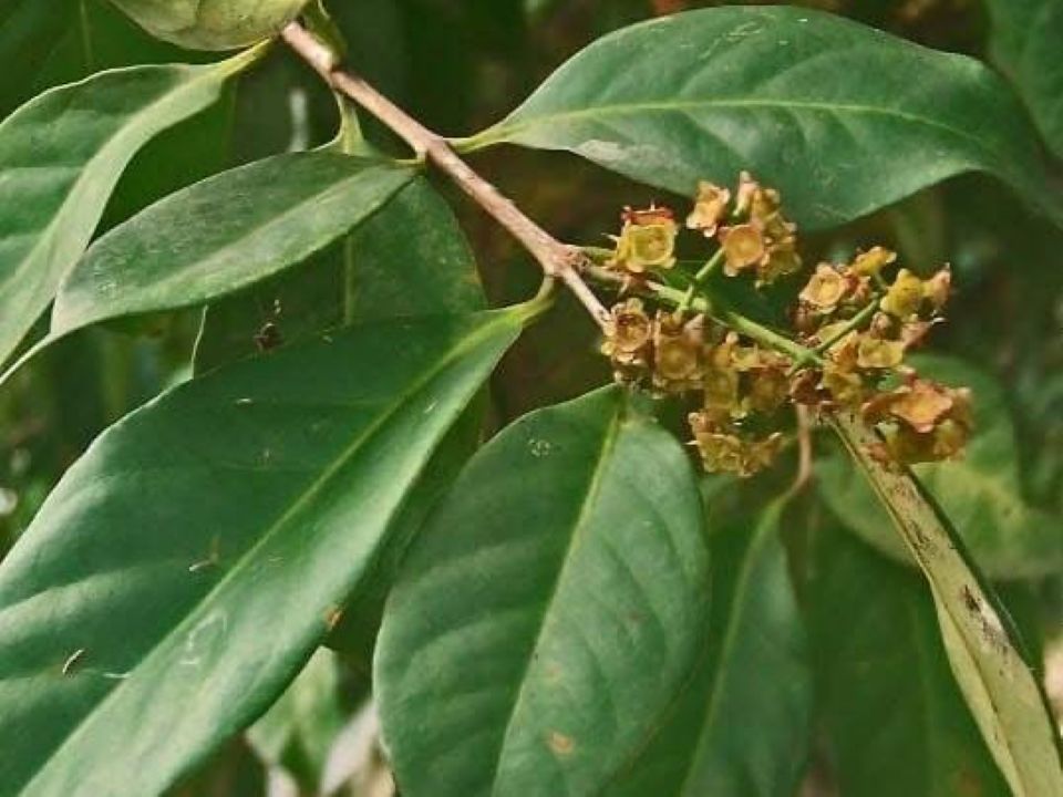 salamblaadjes zijn heel Belangrijke kruiden in Indonesische keuken. Ze geven een aromatisch en kenmerkende geur aan Indonesische gerechten