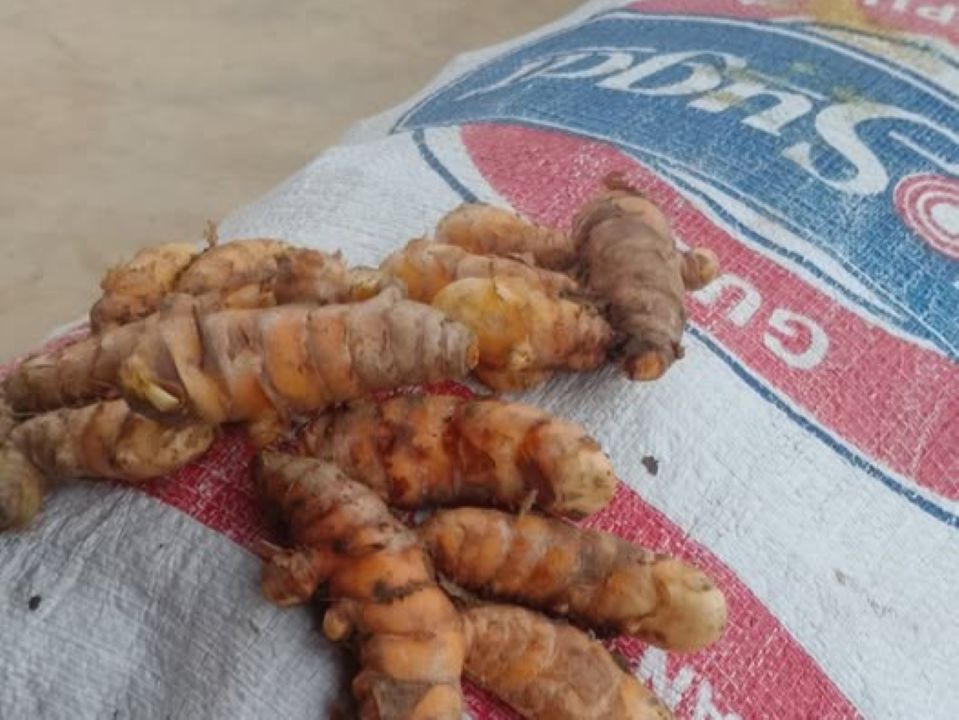 ook koenjit hoort bij belangrijke kruiden in Indonesië